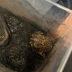 ヴェルツノガエル