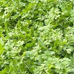 香菜、パクチー　１kg1,000円 
