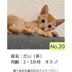 Ｎo20 だい　茶トラ　オス