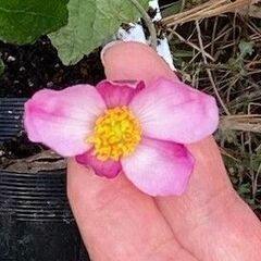 いろいろな苗木