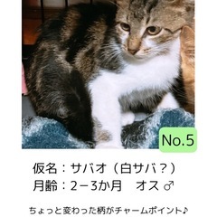 No5 サバオ　オス