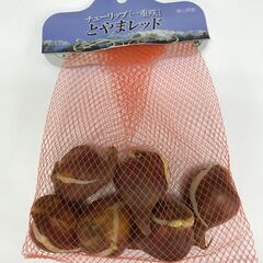 チューリップの球根