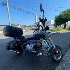 ハイガーミニアメリカン
の画像
