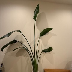 観葉植物　ストレリチア