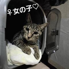 ♀女の子♡５～６ヶ月