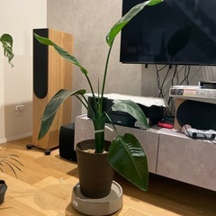 オーガスタ