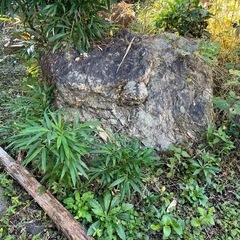 石庭差し上げます！　の画像