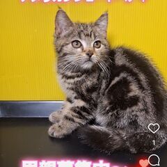 里親募集中！生後3か月アメリカンショートヘア♀(⋈◍＞◡＜◍)。✧♡