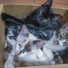 子猫2匹 - 荒尾市