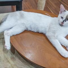 子猫2匹 - 里親募集