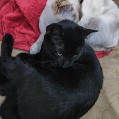 子猫2匹