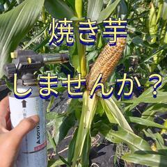 焼き芋