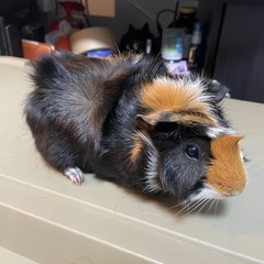 【キャンセル待ち】モルモット