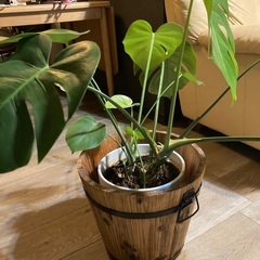 モンテスラ