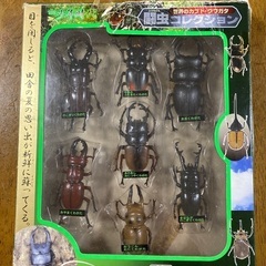 闘虫コレクション　クワガタ