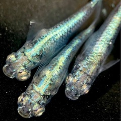琉めだか⭐️ENMMA様作出個体⭐️メタルクウラの有精卵15個⭐️⭐️