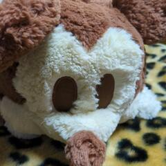 決まりましたの画像