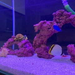 【至急】フウライチョウチョウウオ　海水魚②