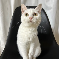 白猫ちゃん②
