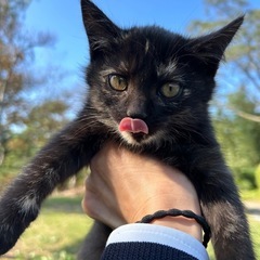 サビ猫ちゃん①