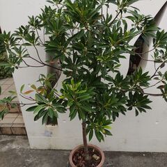 植物【ホルトノキ】鉢植え