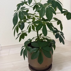 カポック　観葉植物　インテリア　室内