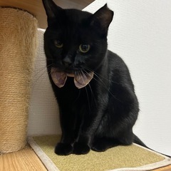黒猫カヤちゃん　女の子　