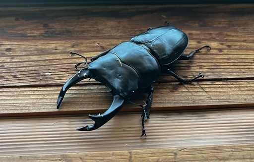 大型血統オオクワガタペア