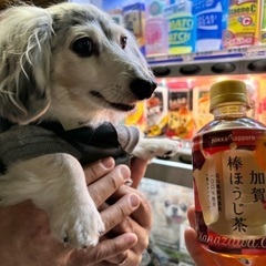 保護犬支援🐾自販機〜売上の一部から保護犬達にドッグフードを🩶