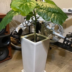 ウランベータ　観葉植物