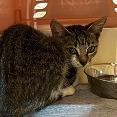 キジトラ模様　子猫　3〜4ヶ月
