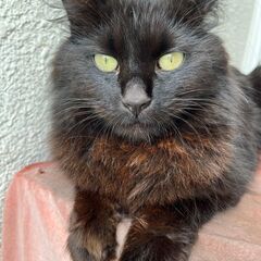 ※代理投稿※きれいな長毛の黒猫【ノーラ♀】