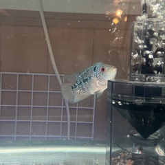 フラワーホーンの画像