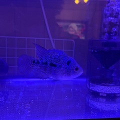 フラワーホーンの画像