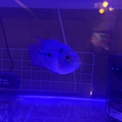 フラワーホーンの画像