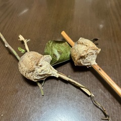 カマキリの卵　2個
