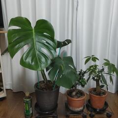観葉植物　モンステラ他