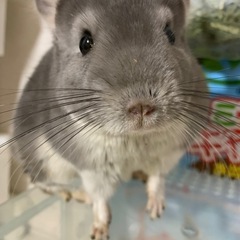 チンチラ　バイオレット