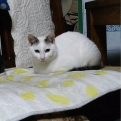 行方不明の猫を探しています