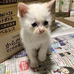 飼い主さん募集!   どなたか「ぺーたろう」(仮)の飼い主さんに...