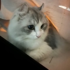 キンカロー オス 2才2ヶ月