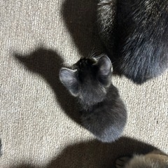 里親募集です