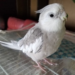 大阪市オカメインコ捜索中