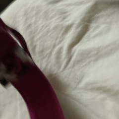 大型犬首輪の画像