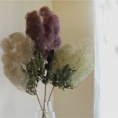 スモークツリー　jgaの画像