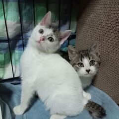兄妹子猫の里親募集です