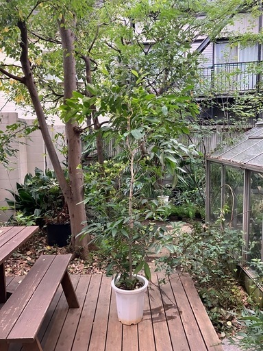 観葉植物