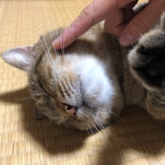 懐っこい甘えん坊のキジトラ君 − 静岡県