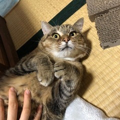 懐っこい甘えん坊のキジトラ君 - 菊川市