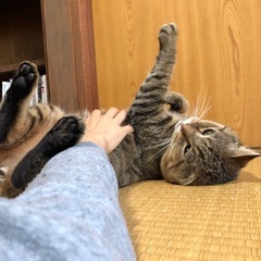 懐っこい甘えん坊のキジトラ君 - 猫